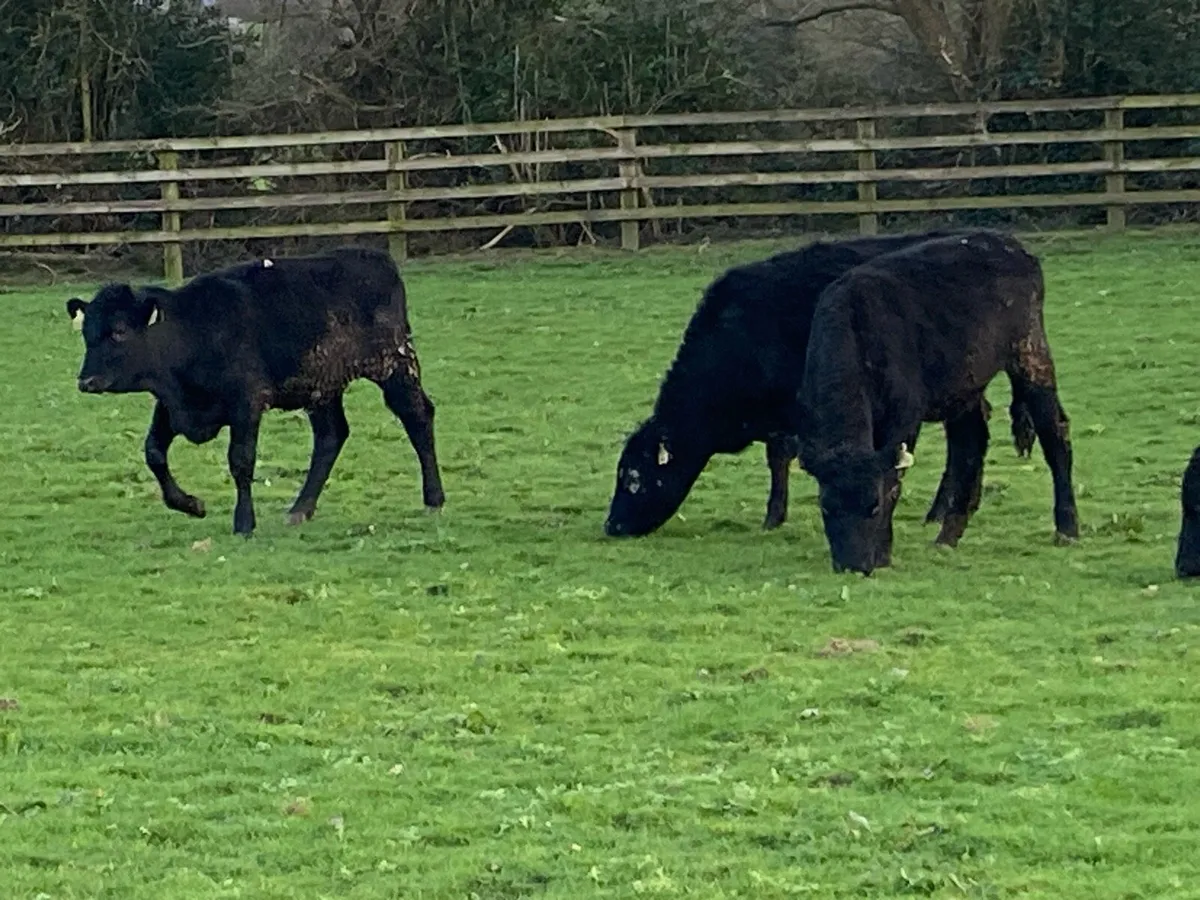 12 Yearling Angus Heifers @ Lissava - Image 4