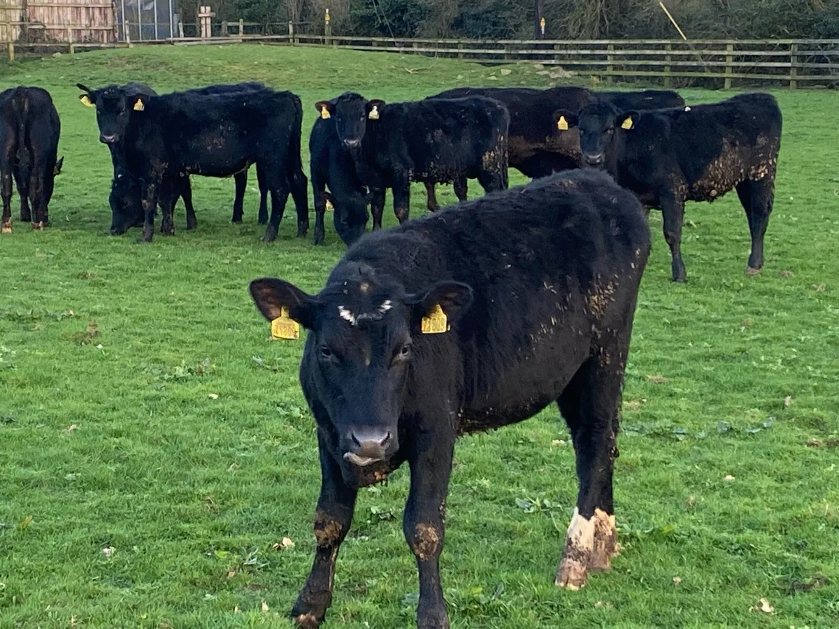 12 Yearling Angus Heifers @ Lissava - Image 1