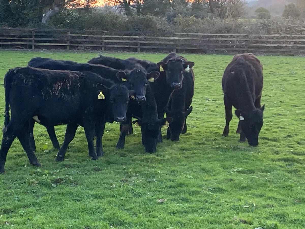 12 Yearling Angus Heifers @ Lissava - Image 2