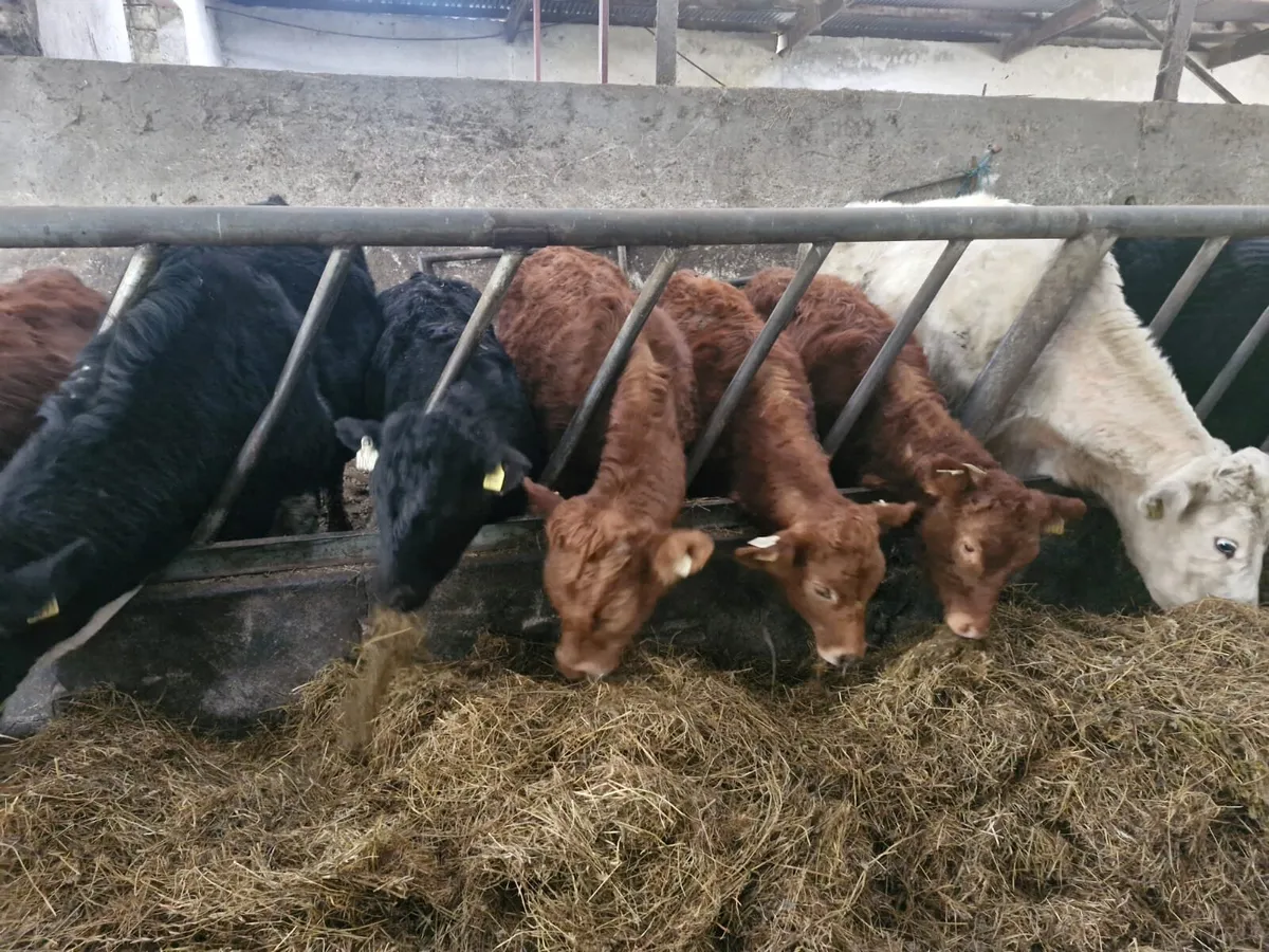 Full Organic Symbol weanling bullocks and heifers - Image 1