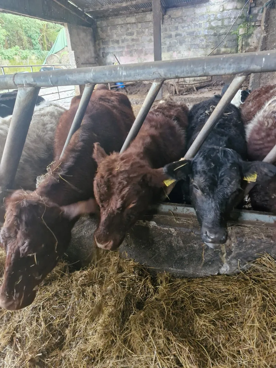 Full Organic Symbol weanling bullocks and heifers - Image 2