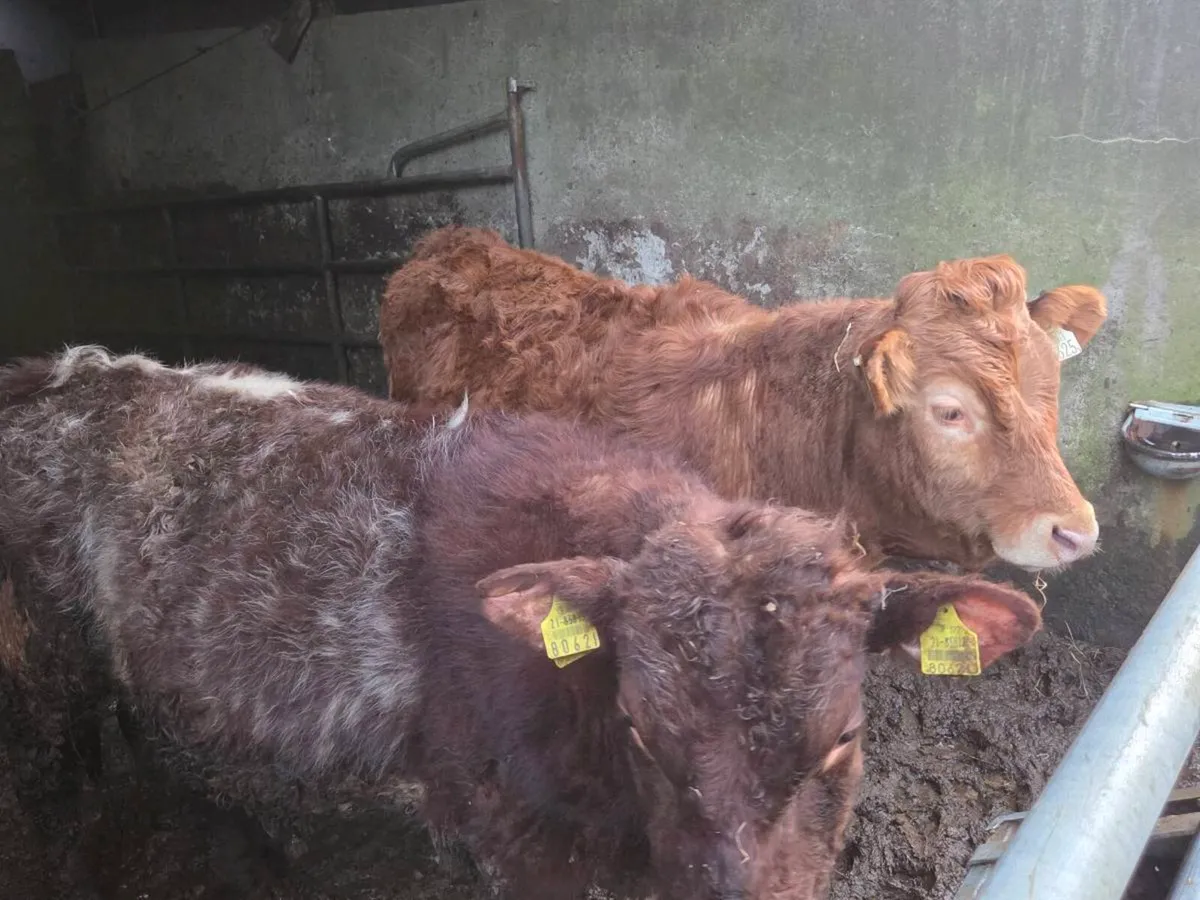 Full Organic Symbol weanling bullocks and heifers - Image 3