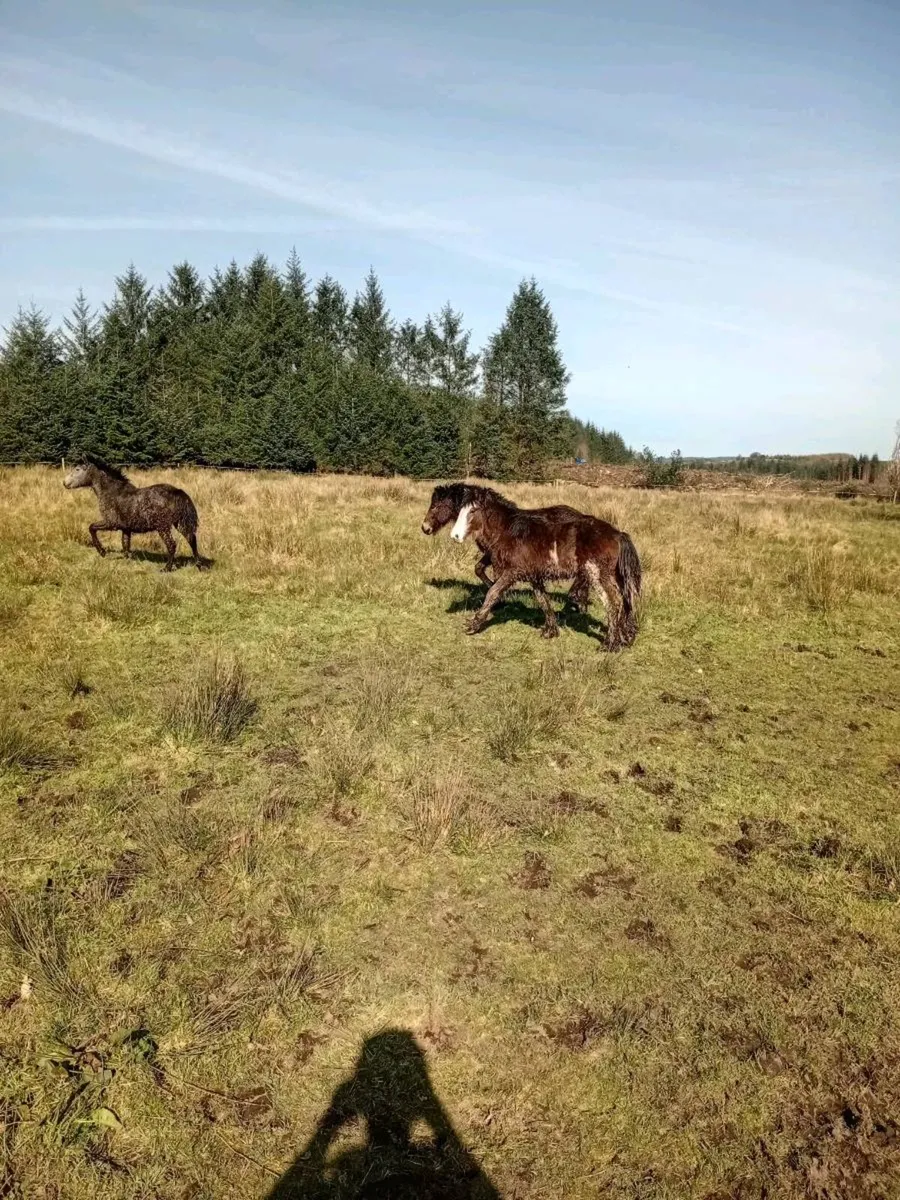 7 quality young stock - Image 3