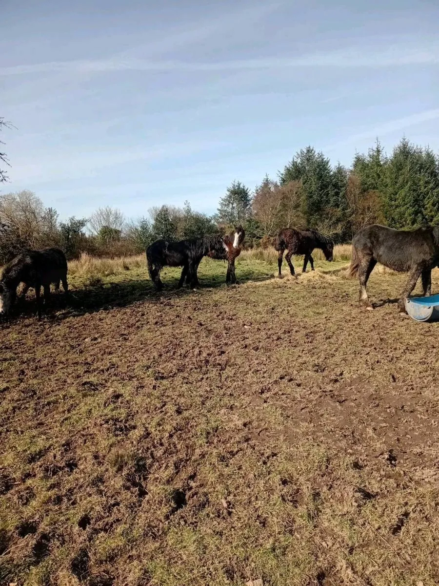 7 quality young stock - Image 4