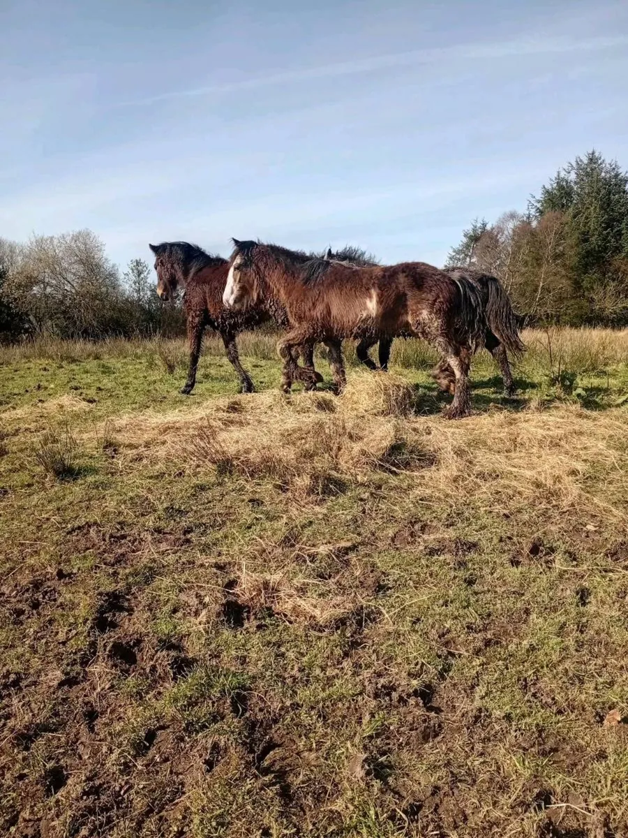 7 quality young stock - Image 1