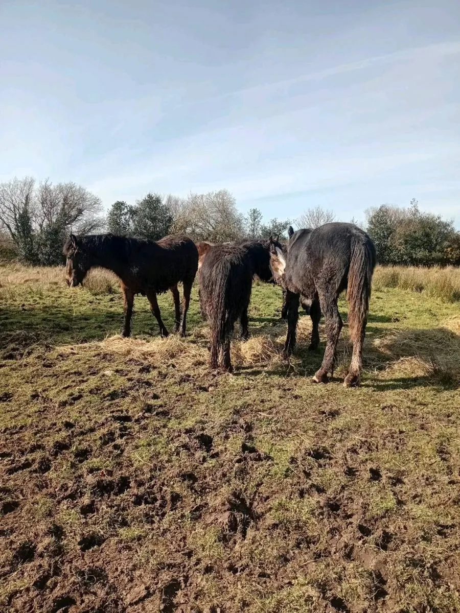 7 quality young stock - Image 2