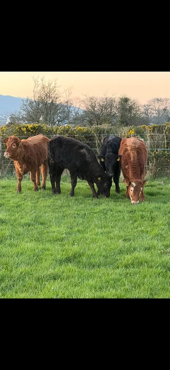4 Limousine Heifers - Image 2