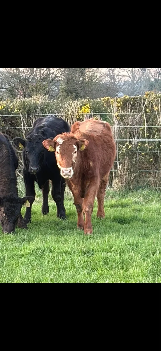 4 Limousine Heifers - Image 3