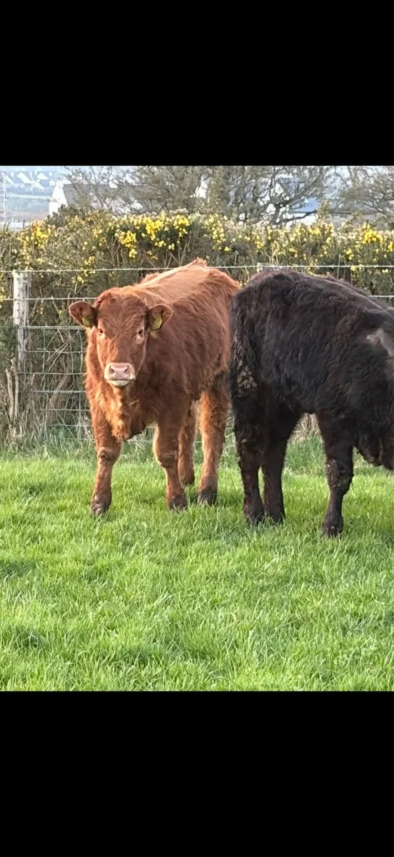 4 Limousine Heifers - Image 4