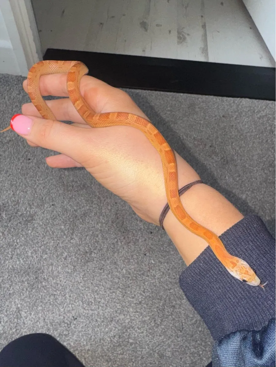 Corn snake 5 month old baby - Image 3