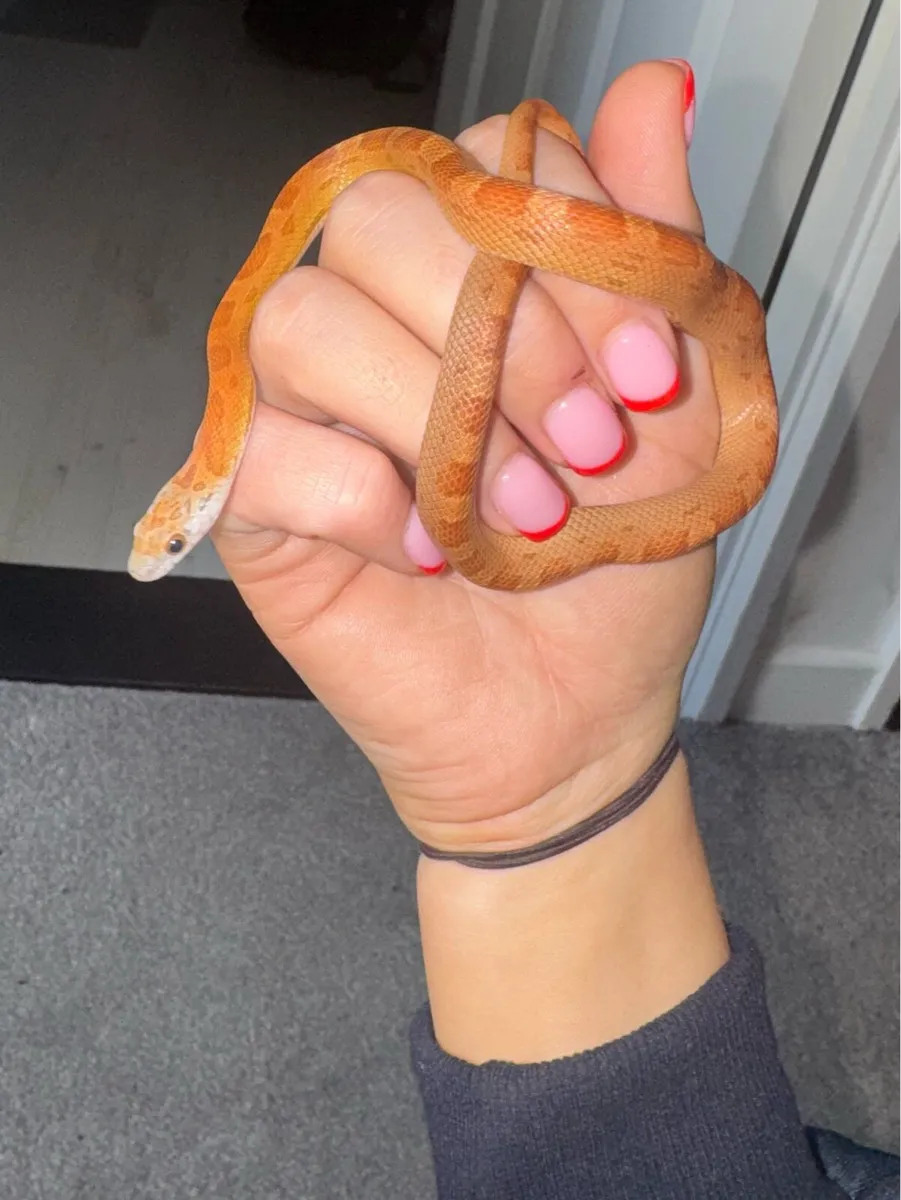 Corn snake 5 month old baby - Image 1