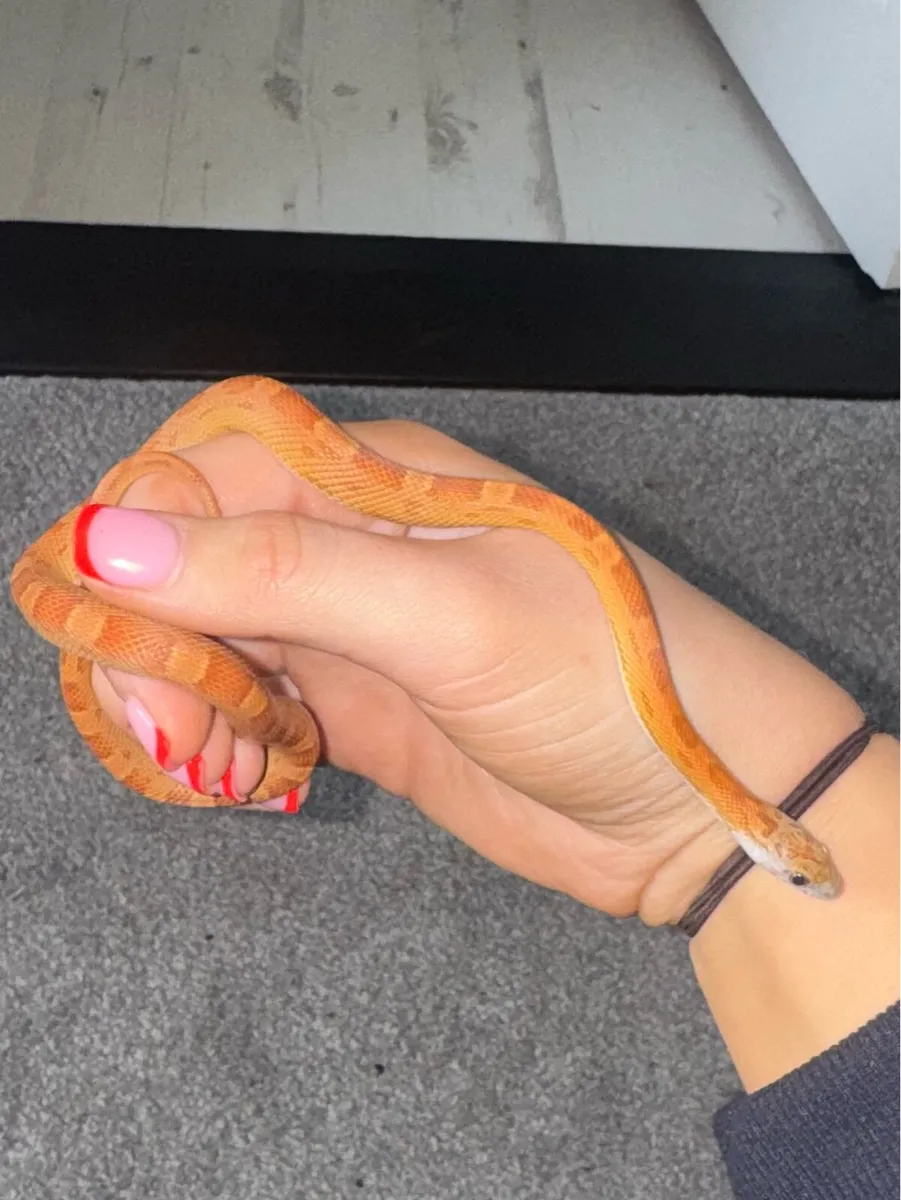Corn snake 5 month old baby - Image 2