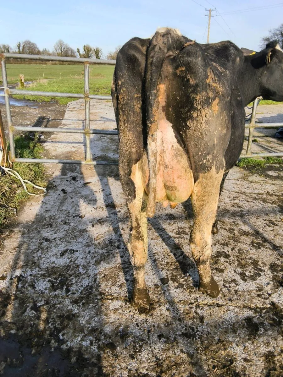 Purebred Registered Holstein Friesians - Image 1