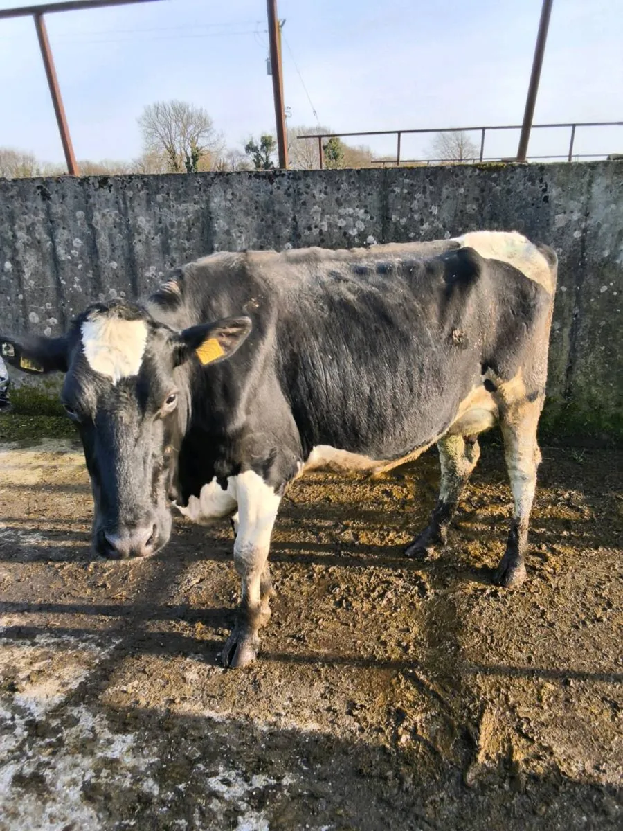 Purebred Registered Holstein Friesians - Image 2