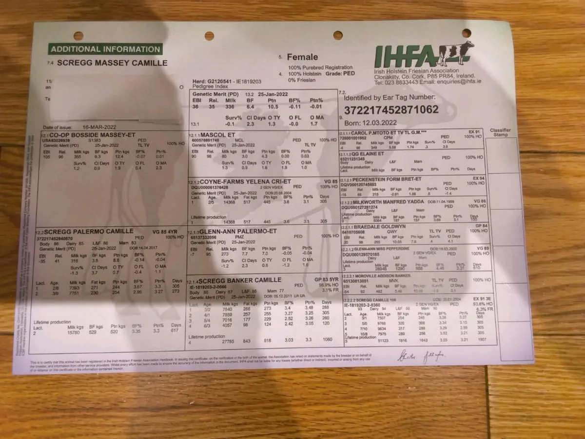 Purebred Registered Holstein Friesians - Image 3