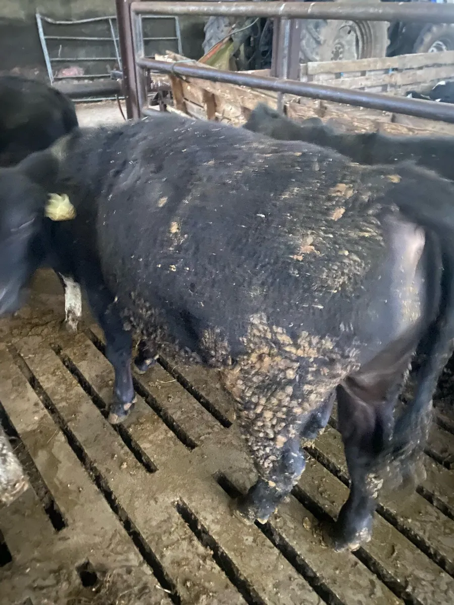 Angus bullocks - Image 4