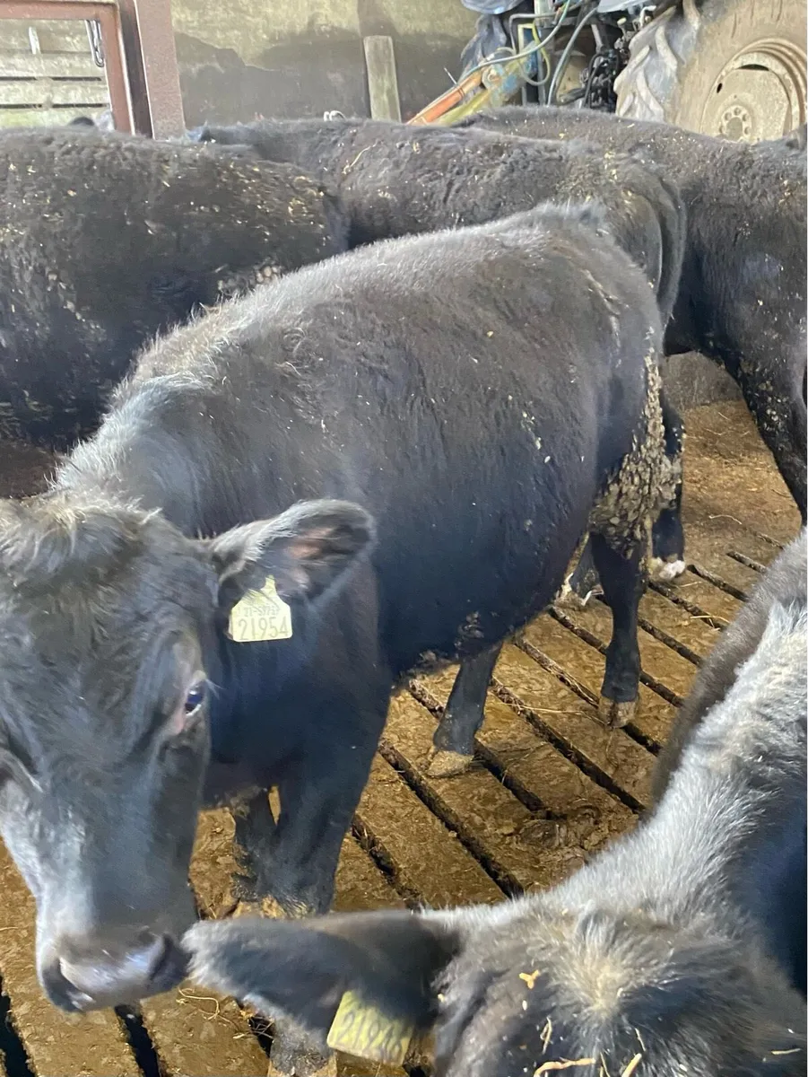 Angus bullocks - Image 1