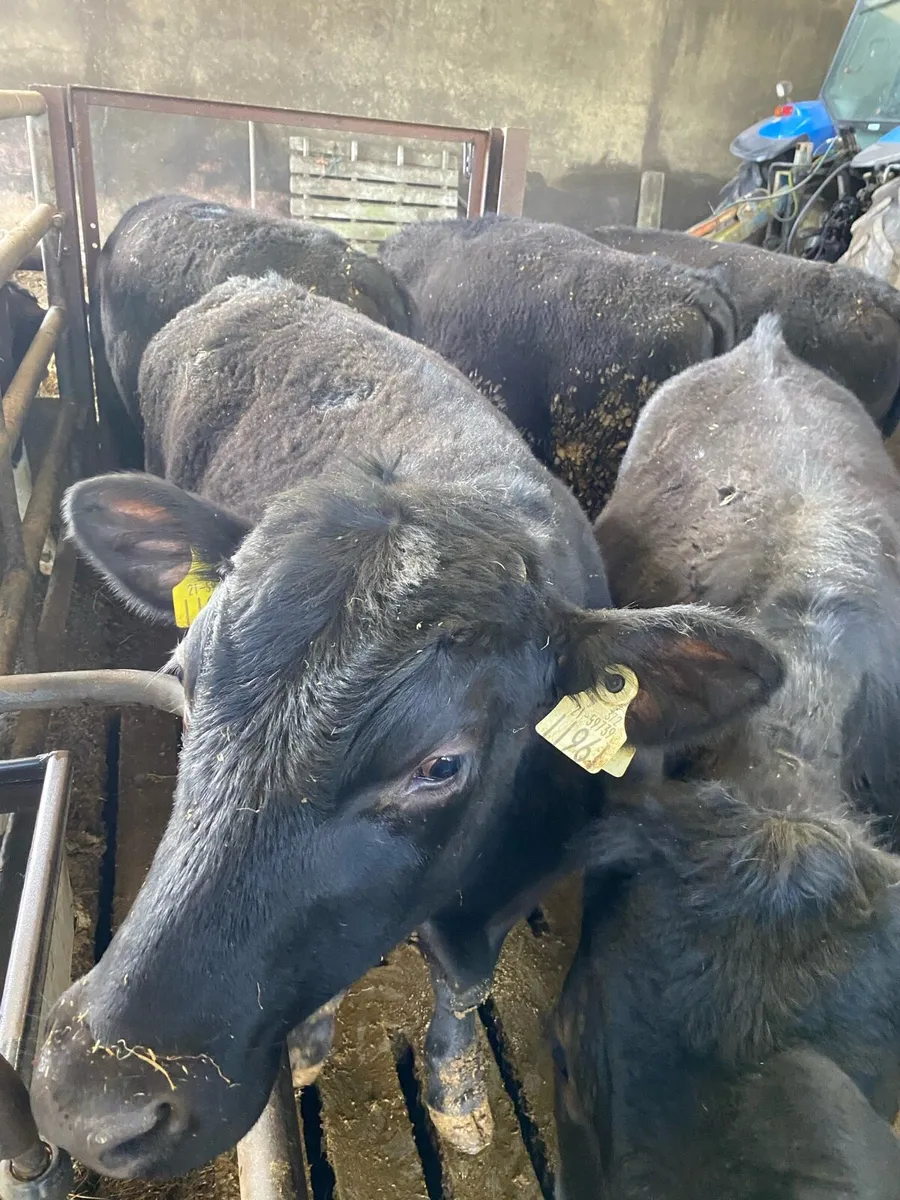 Angus bullocks - Image 3