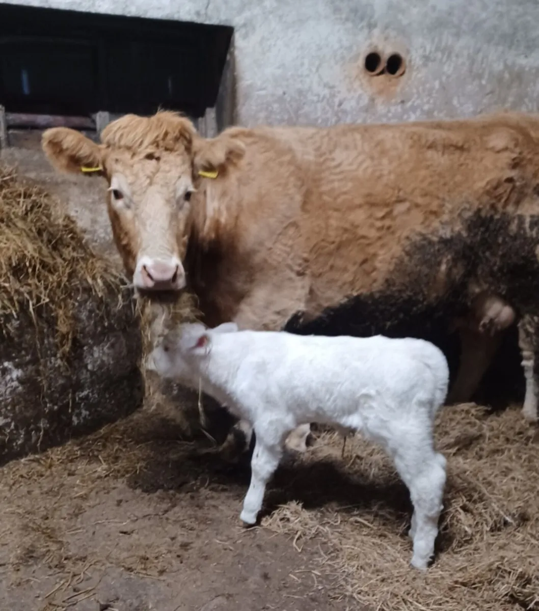 10 Springers for sale - Image 2