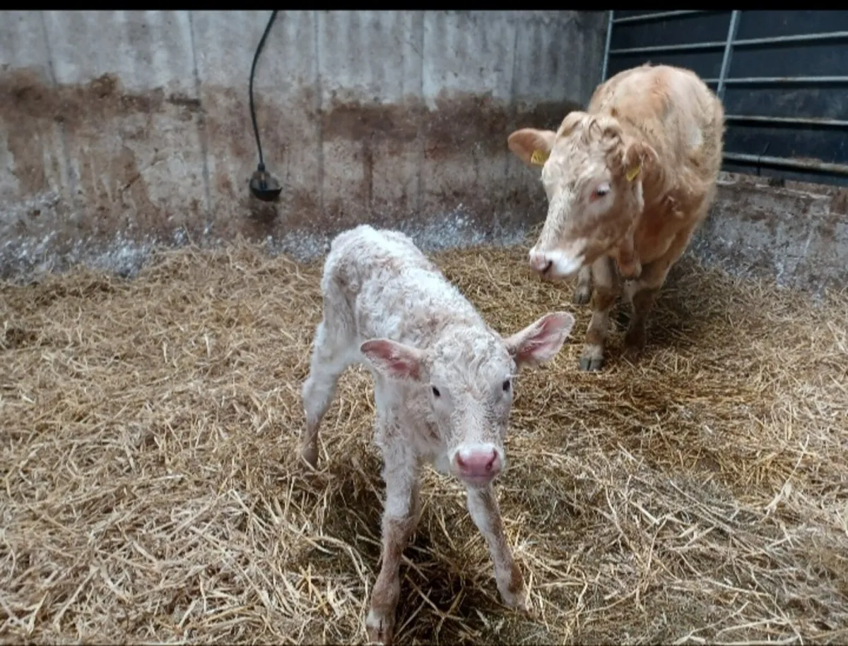 10 Springers for sale - Image 1