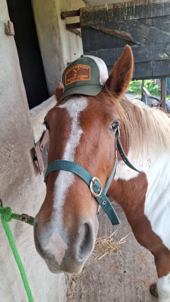 🥕HUGO🥕 - Image 2