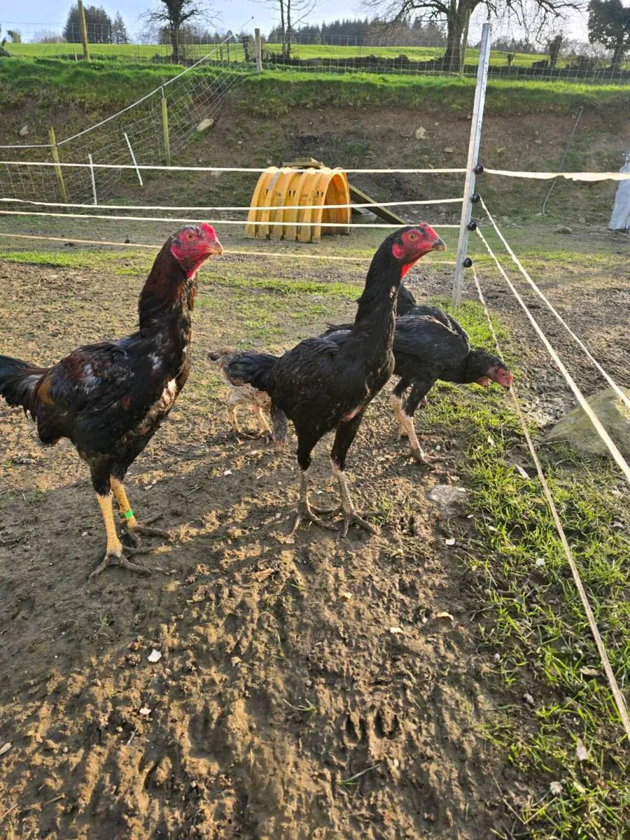 Shamo stags - Image 1