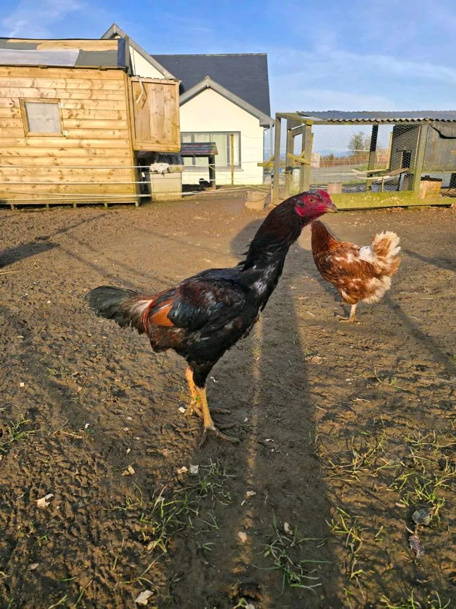 Shamo stags - Image 3