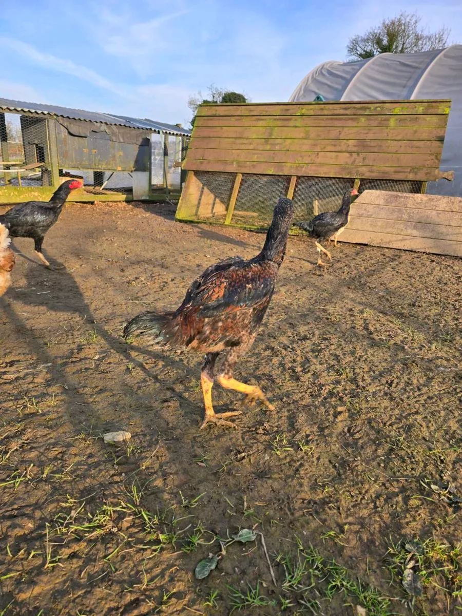 Shamo stags - Image 4