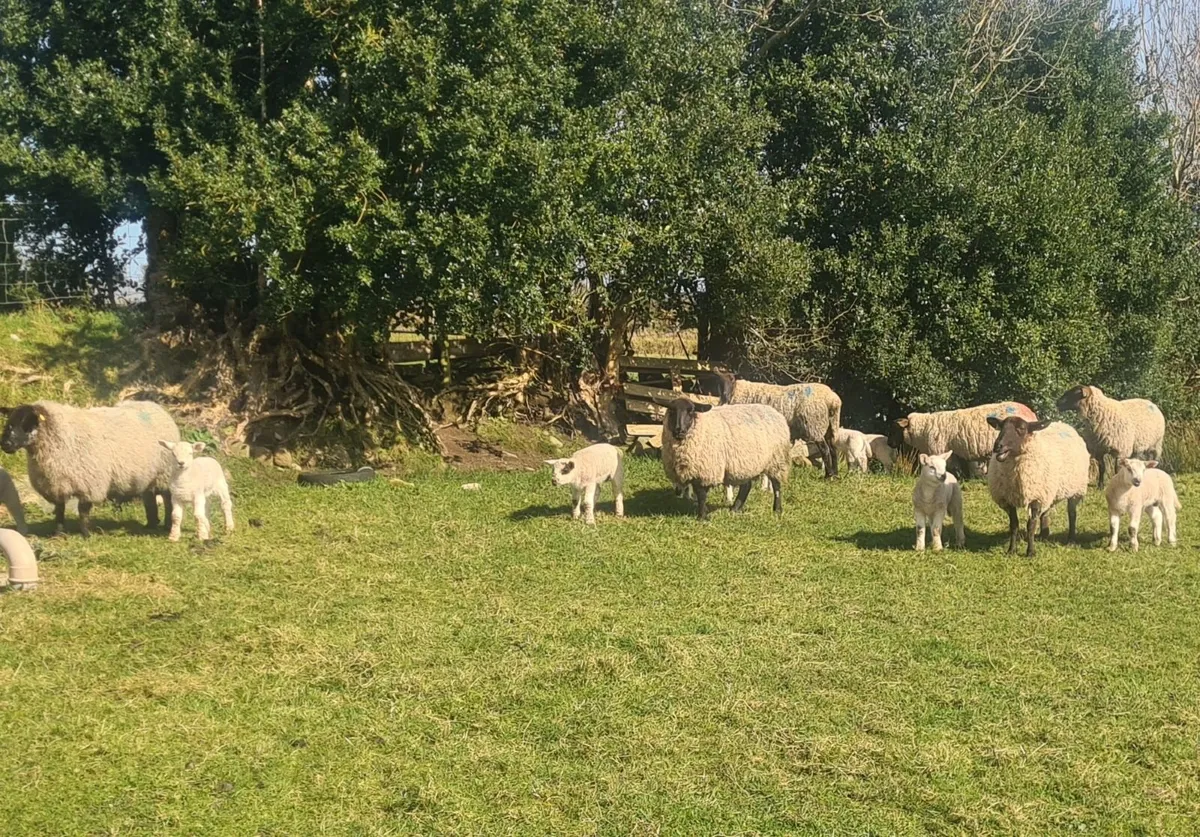 Ewes and lambs - Image 2