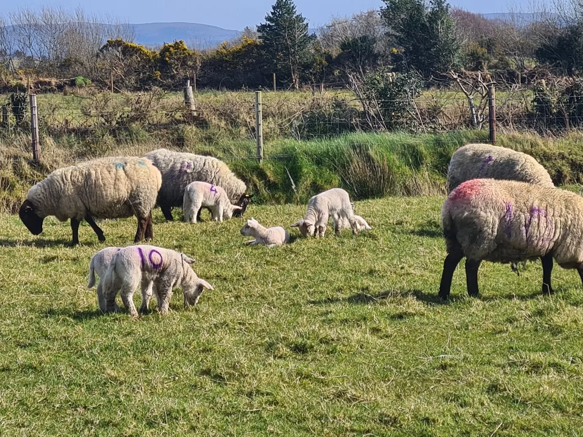 Ewes and lambs - Image 4