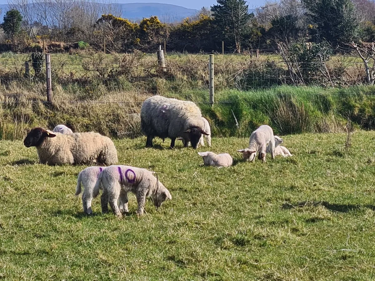 Ewes and lambs - Image 3