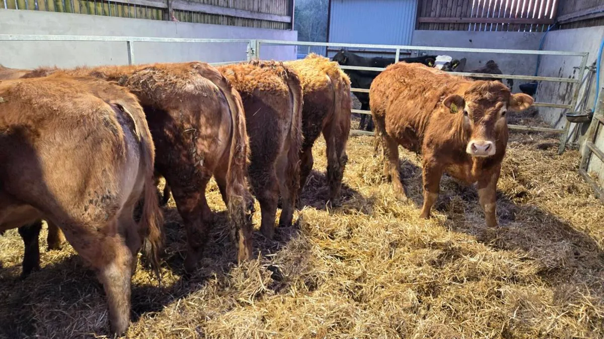Charolais & Limousin Store Heifers - Image 1