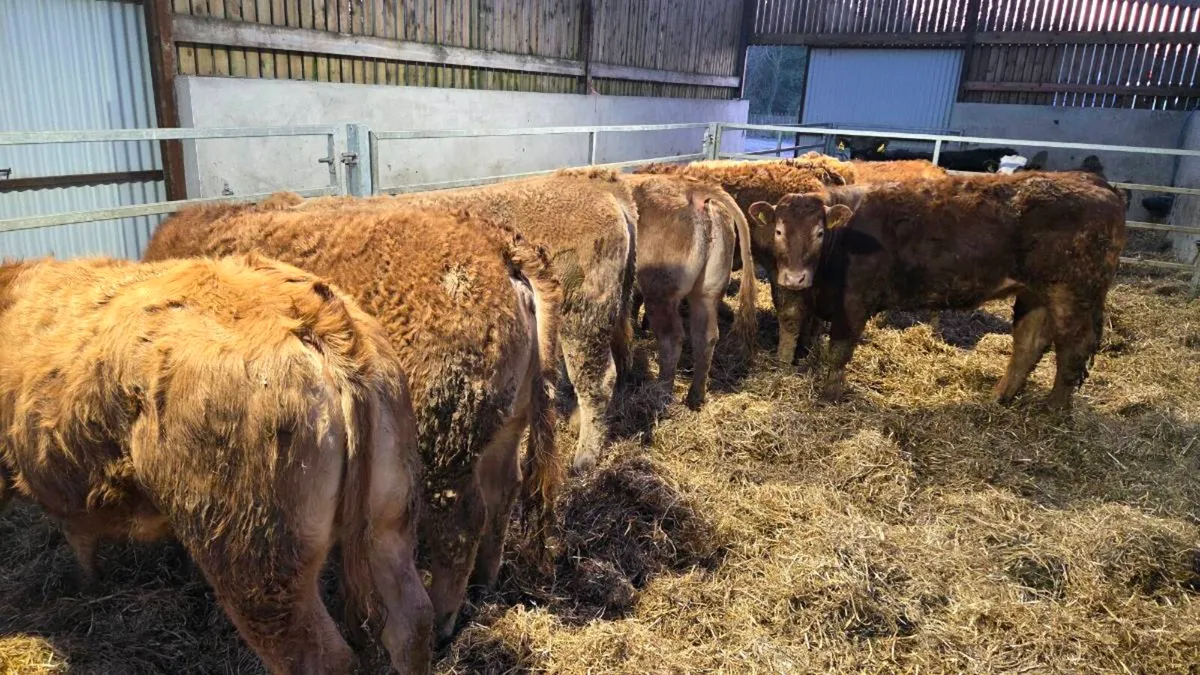 Charolais & Limousin Store Heifers - Image 2
