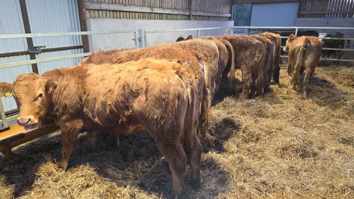 Charolais & Limousin Store Heifers - Image 3