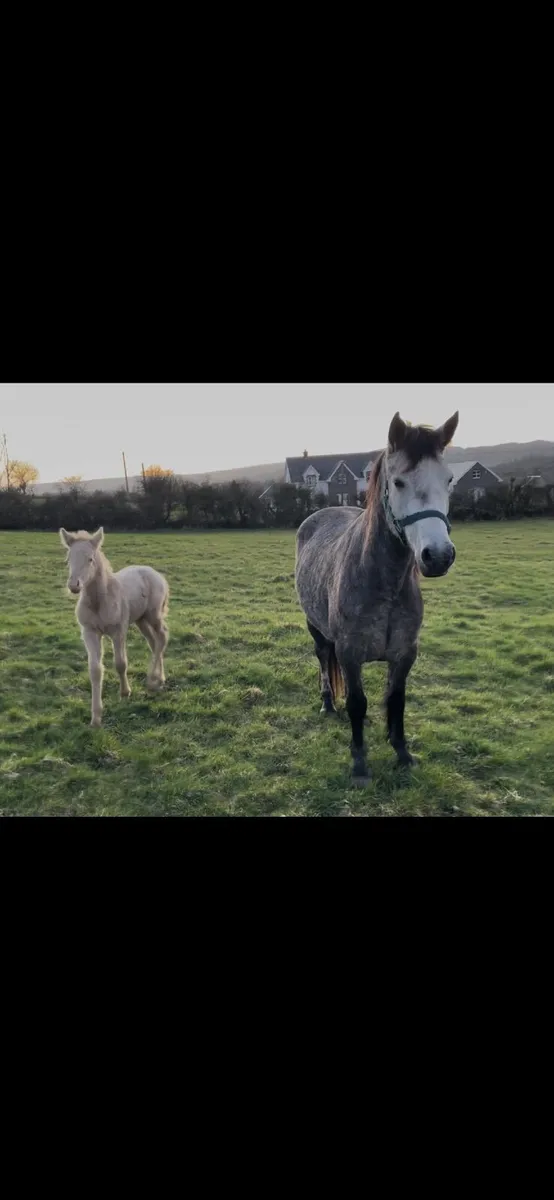 4yo connemara mare with filly foal - Image 2
