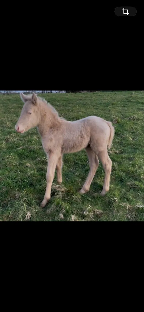 4yo connemara mare with filly foal - Image 4