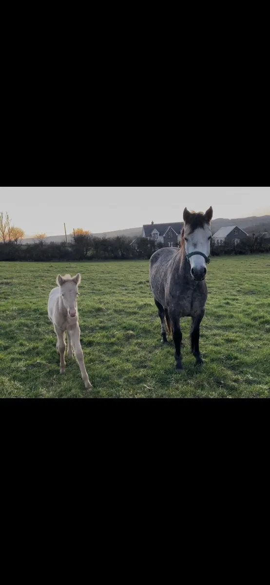 4yo connemara mare with filly foal - Image 3