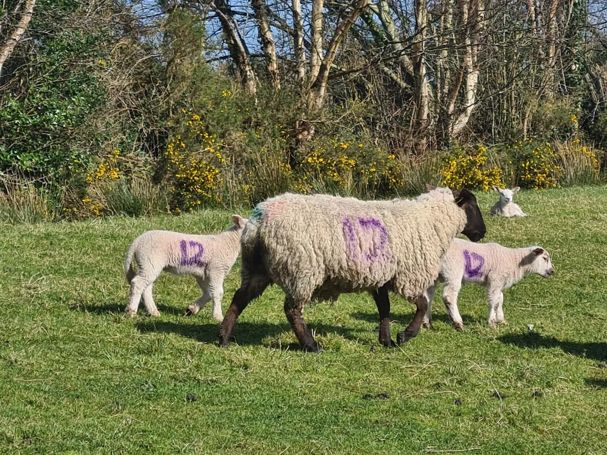 Ewes and lambs - Image 1
