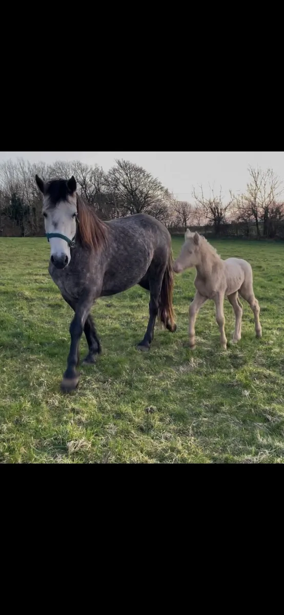 4yo connemara mare with filly foal - Image 1