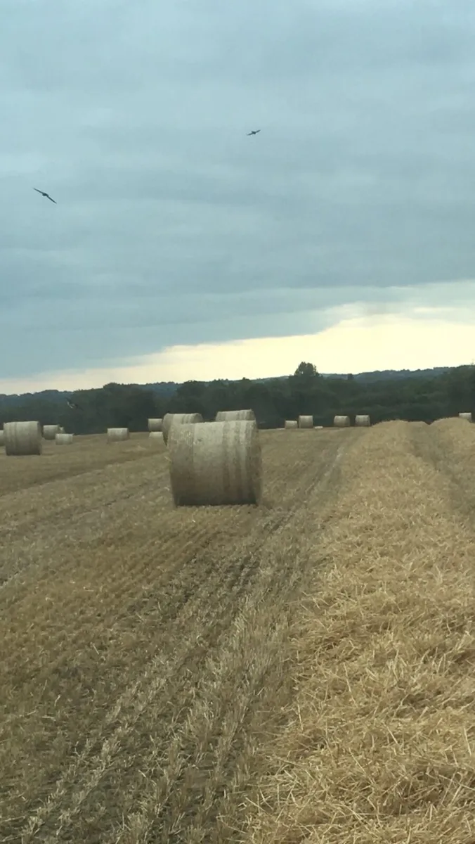 Barley straw - Image 1