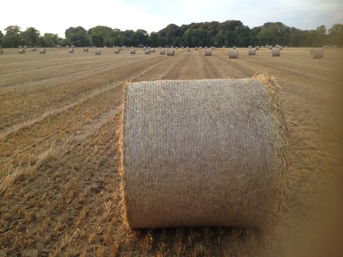 Barley straw - Image 2