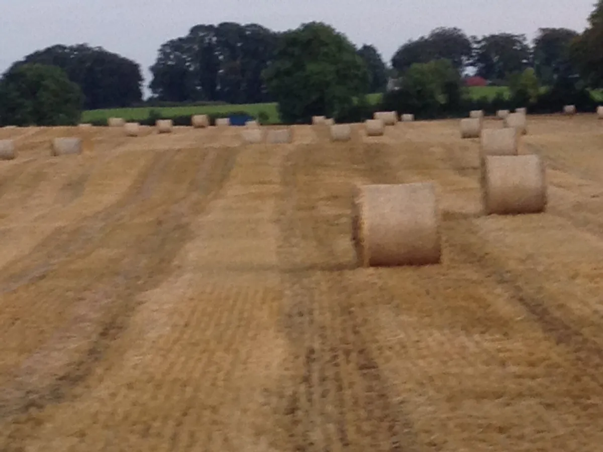 Barley straw - Image 3