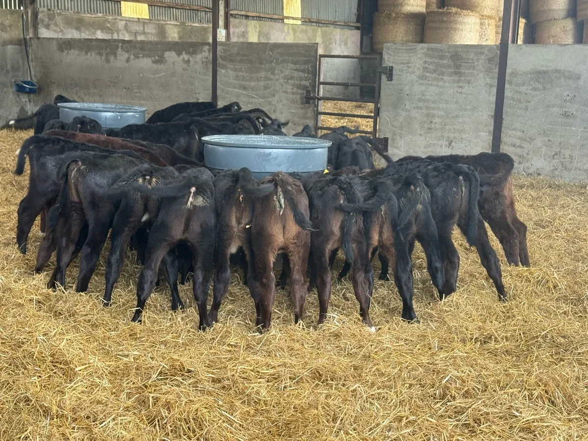 30 Angus Heifer Calves - Image 3