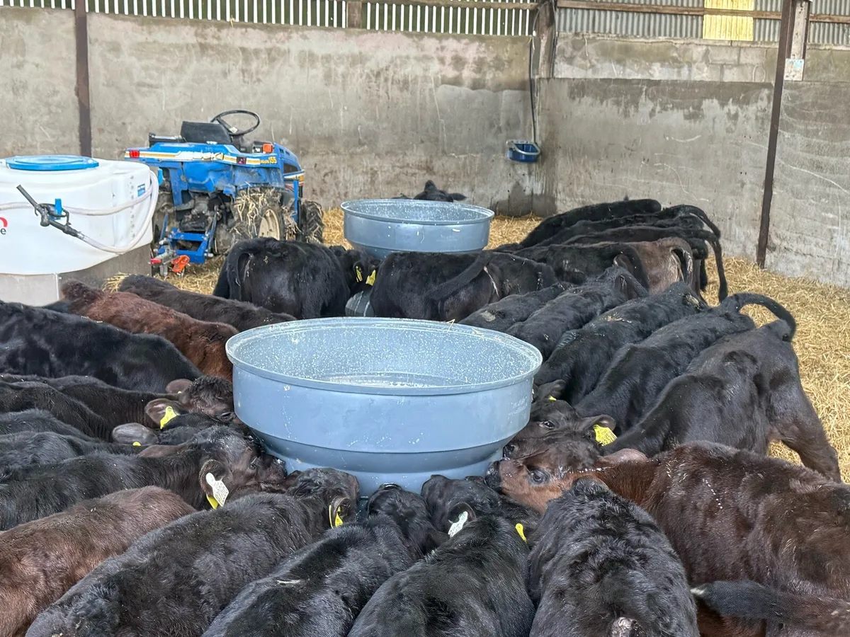 30 Angus Heifer Calves - Image 4