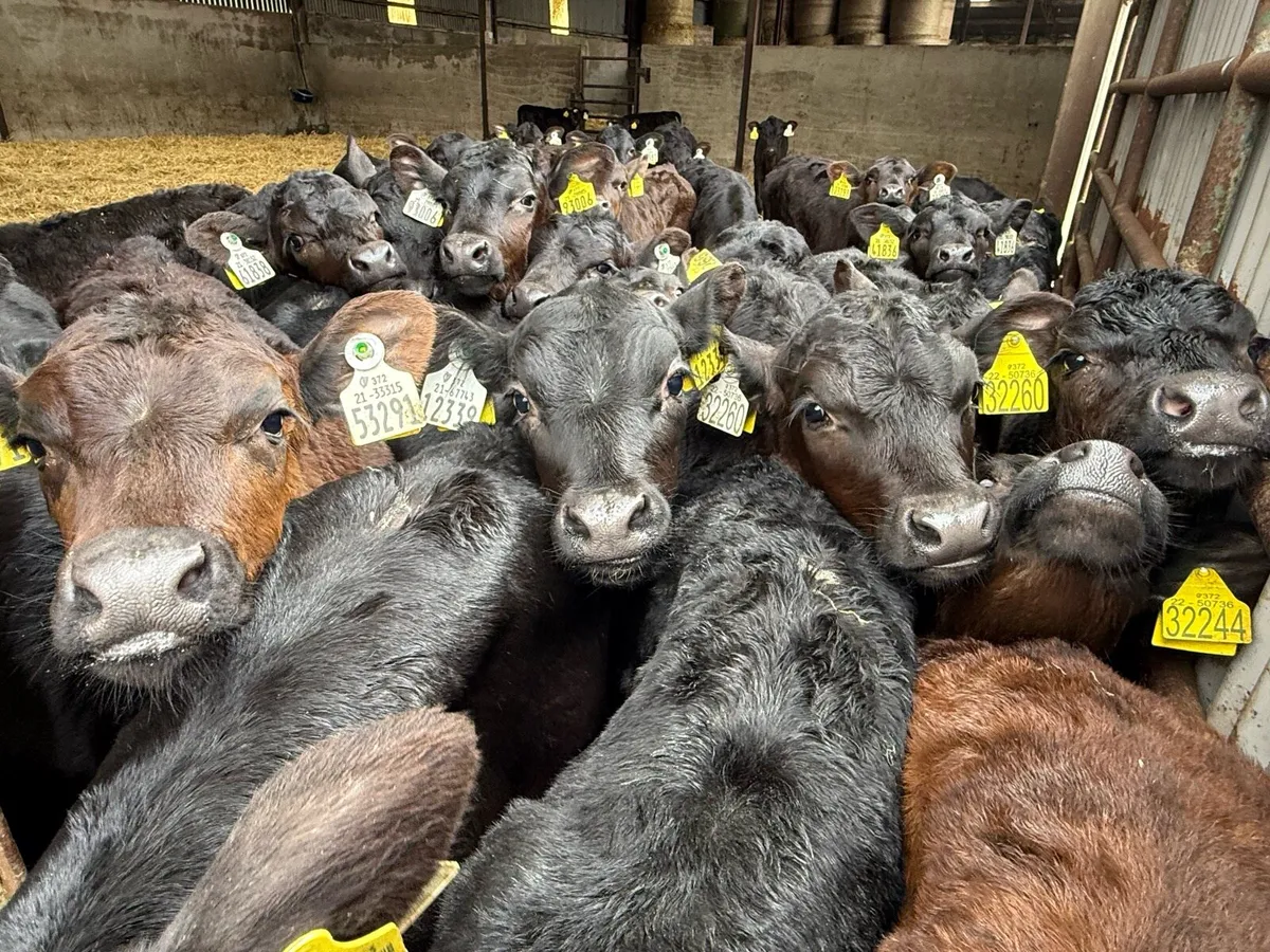 30 Angus Heifer Calves - Image 1