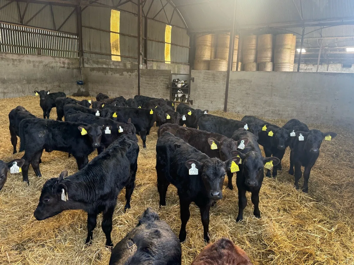 30 Angus Heifer Calves - Image 2