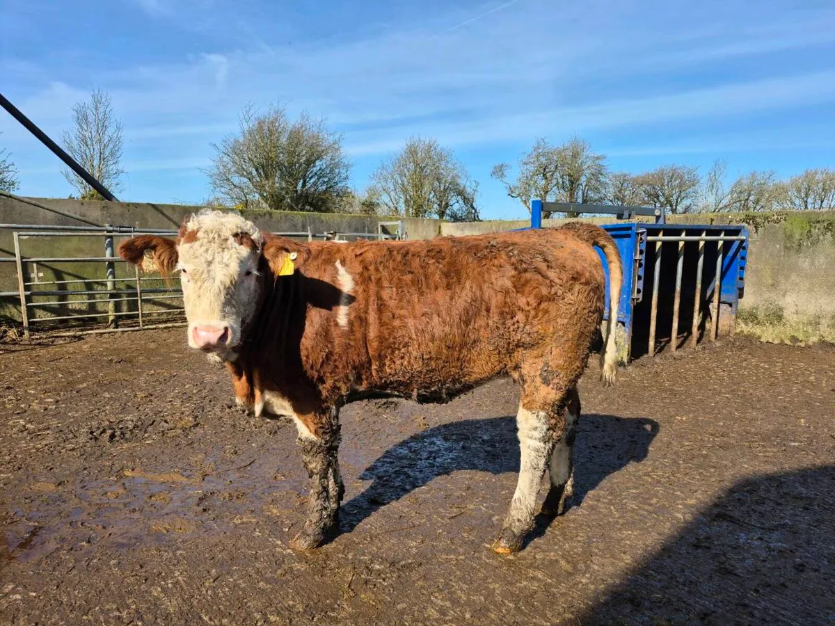 PEDIGREE REGISTERED POLLED SIMMENTAL BULLS & HEI - Image 3
