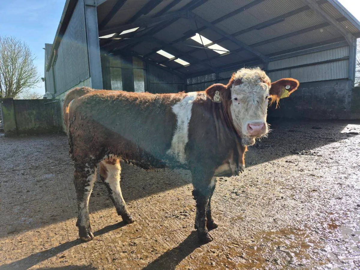 PEDIGREE REGISTERED POLLED SIMMENTAL BULLS & HEI - Image 4