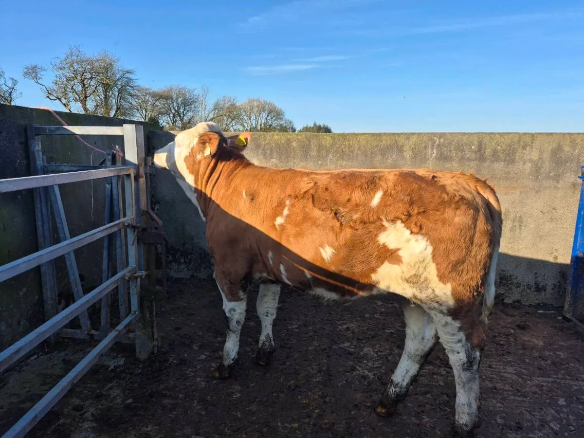 PEDIGREE REGISTERED POLLED SIMMENTAL BULLS & HEI - Image 1