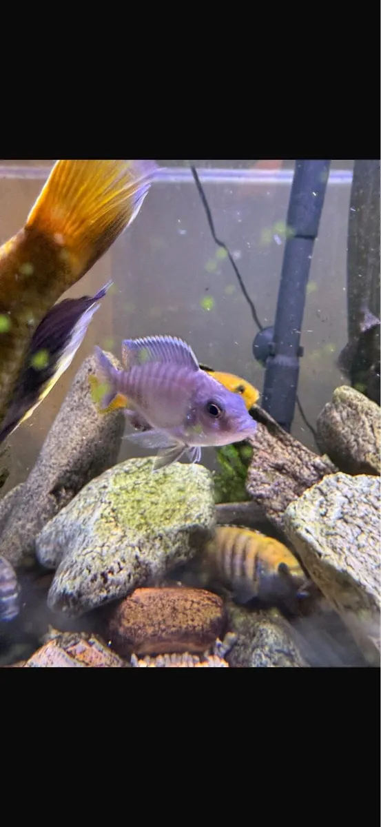 Premium Peacock Cichlid (Aulonocara) Juvenile - Image 4